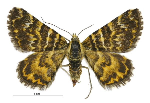 File:Notoreas elegans female.jpg