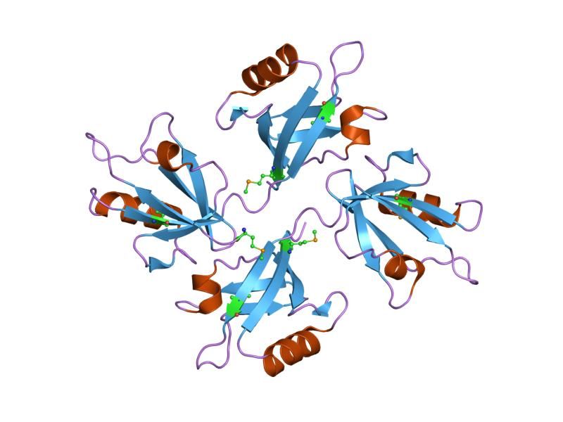 File:PDB 1n99 EBI.jpg