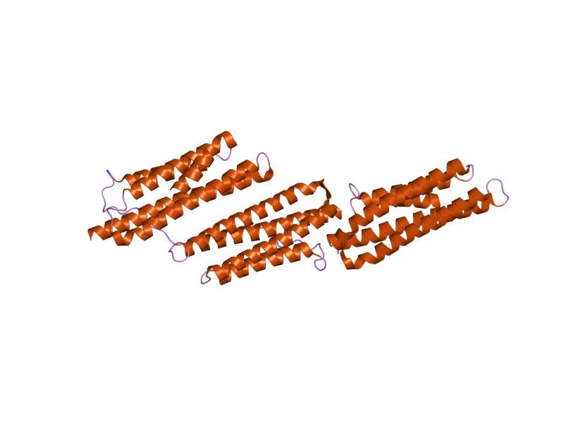 File:PDB 1ow8 EBI.jpg