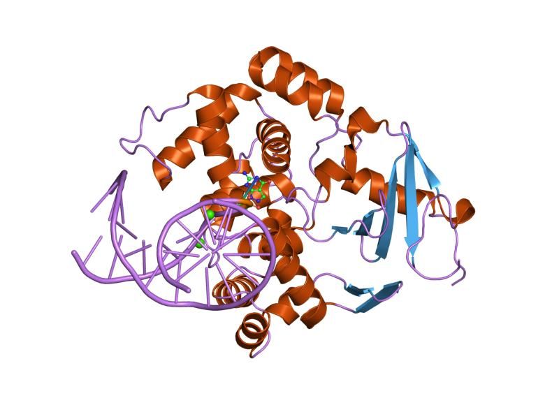 File:PDB 1yql EBI.jpg