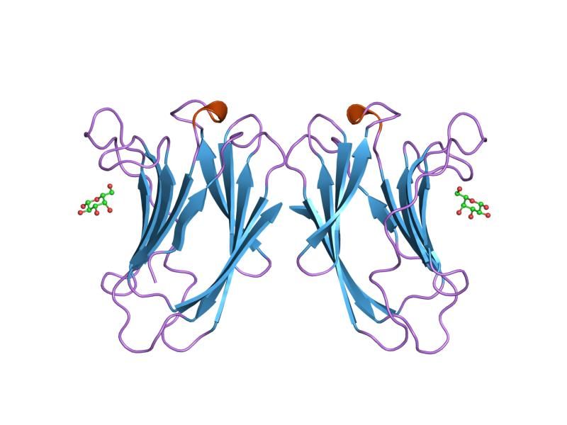 File:PDB 2gal EBI.jpg