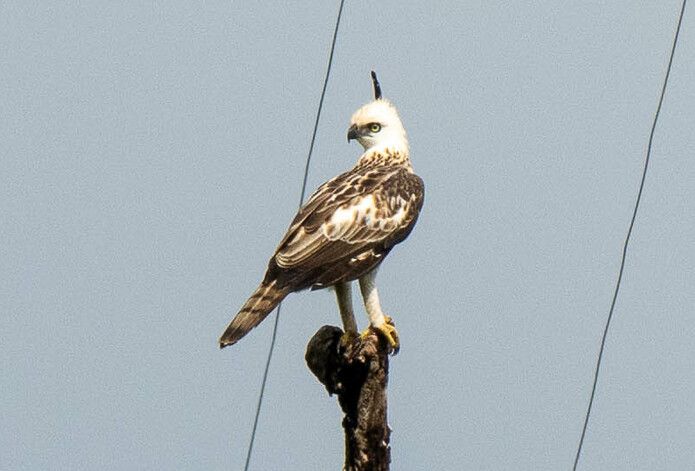 File:Pinsker's Hawk-eagle (cropped).jpg