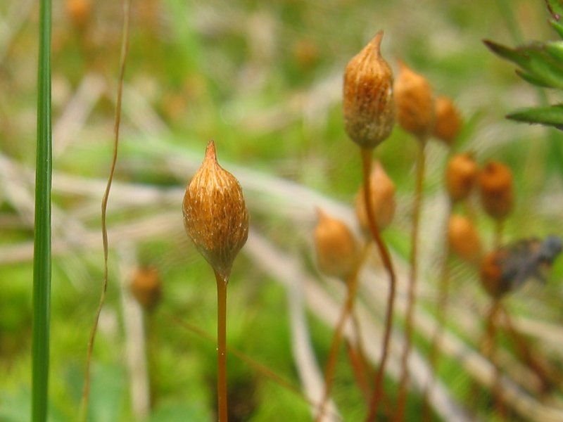 File:Polytrichum strictum sporogonen.jpeg