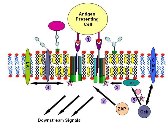 File:T-cell antigen receptor signalling process.jpeg