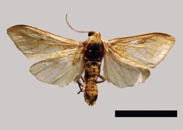 File:Tessellota trifasciata.jpg