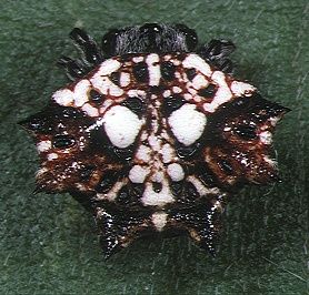 File:Thelacantha brevispina female 1 - Tanikawa.jpg