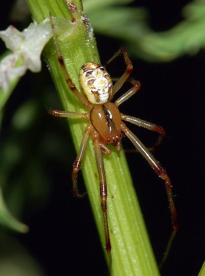 File:Theridion impressum M frei Araneae fg02.jpg