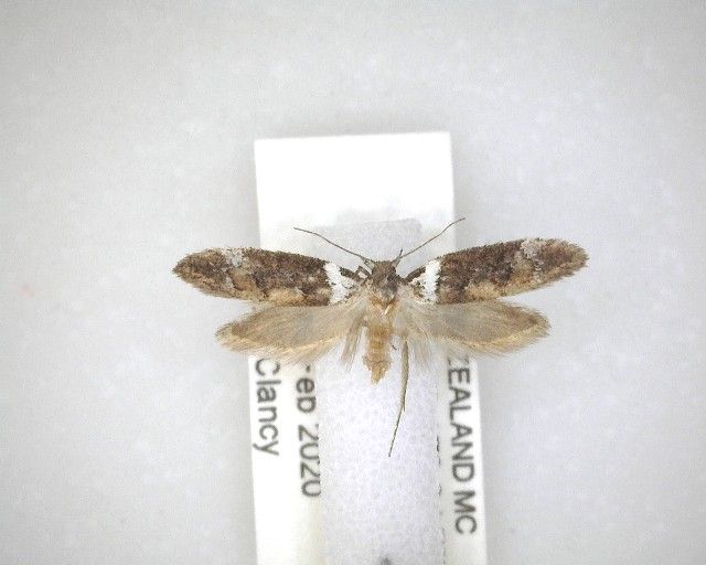 File:Trachypepla conspicuella NZAC04201787.jpg