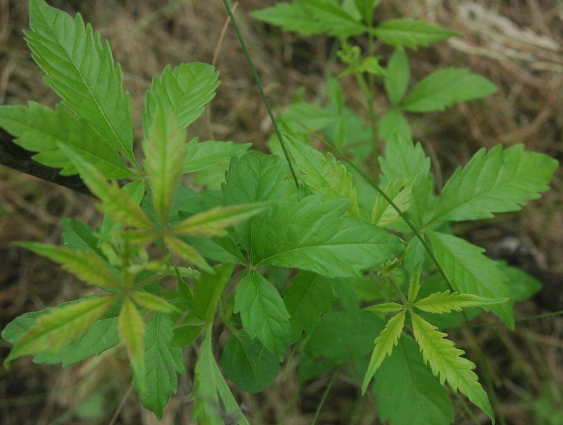 File:Vitex negundo leaves.jpg