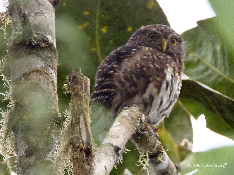 File:Andean Pygmy-owl (Glaucidium jardinii) in tree.jpg