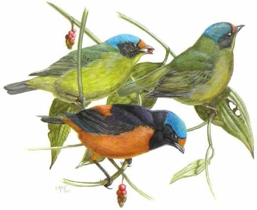 File:Antillean Euphonia.jpg