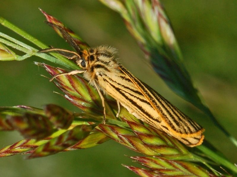 File:Arctiidae - Coscinia striata.JPG