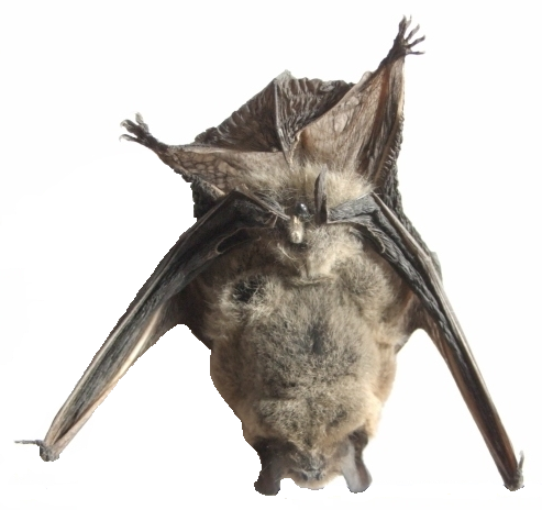 File:Bat.PNG