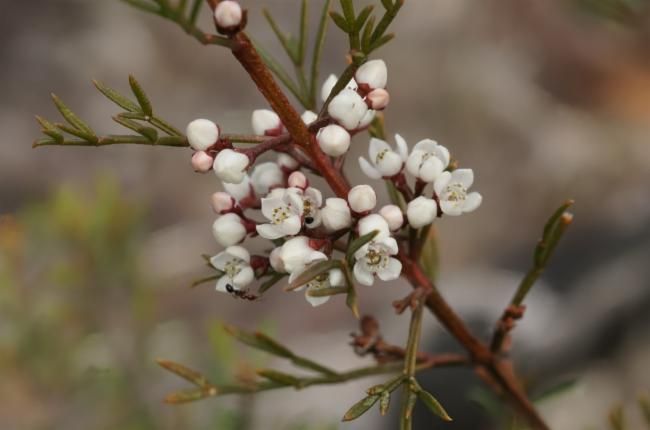 File:Boronia occidentalis.jpg