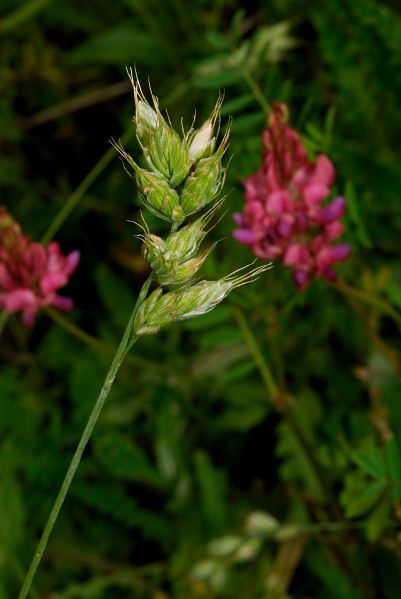 File:Bromus interruptus and sainfoin.jpg