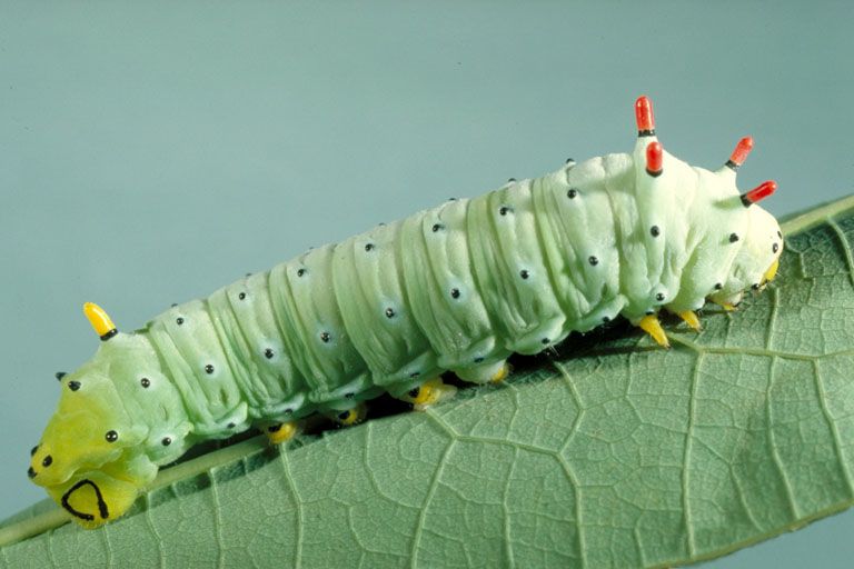 File:Callosamia promethea larva.jpg