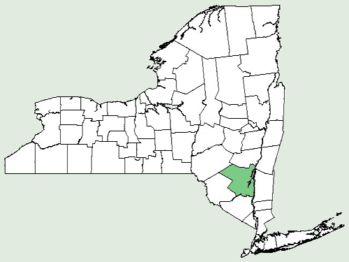 File:Chrysogonum virginianum var virginianum NY-dist-map.png