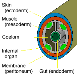 File:Coelomate 01.png