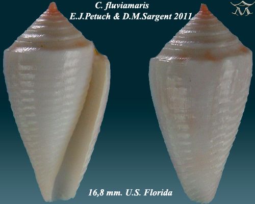 File:Conus fluviamaris 4.jpg