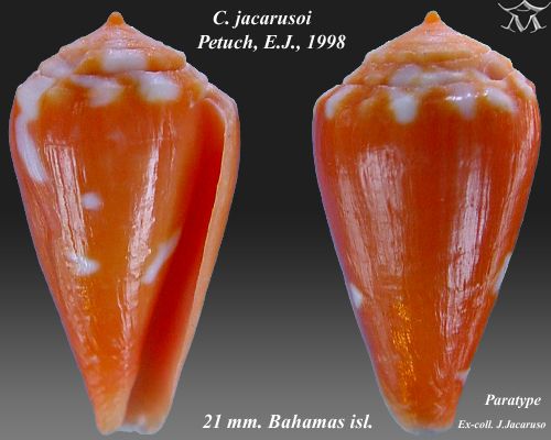 File:Conus jacarusoi 1.jpg