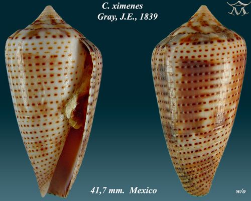 File:Conus ximenes 1.jpg