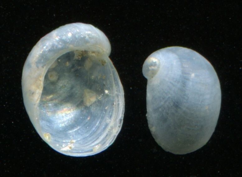 File:Coriocella nigra shell 3.jpg