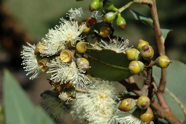 File:Corymbia peltata buds.jpg