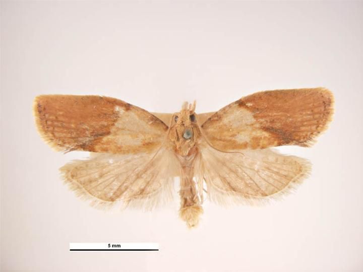 File:Epiphyas postvittana male dorsal.jpg