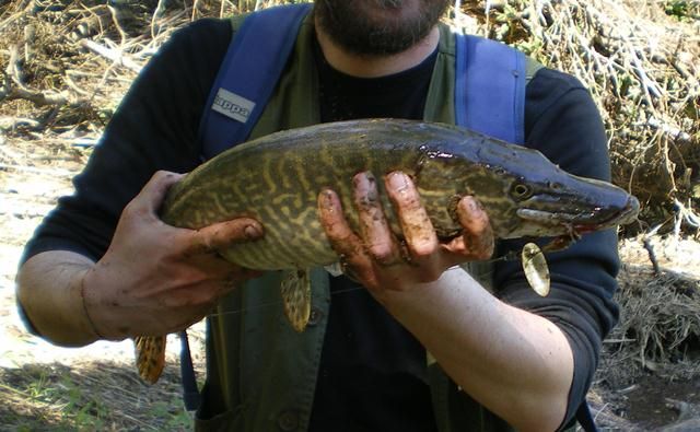 File:Esox cisalpinus.jpg