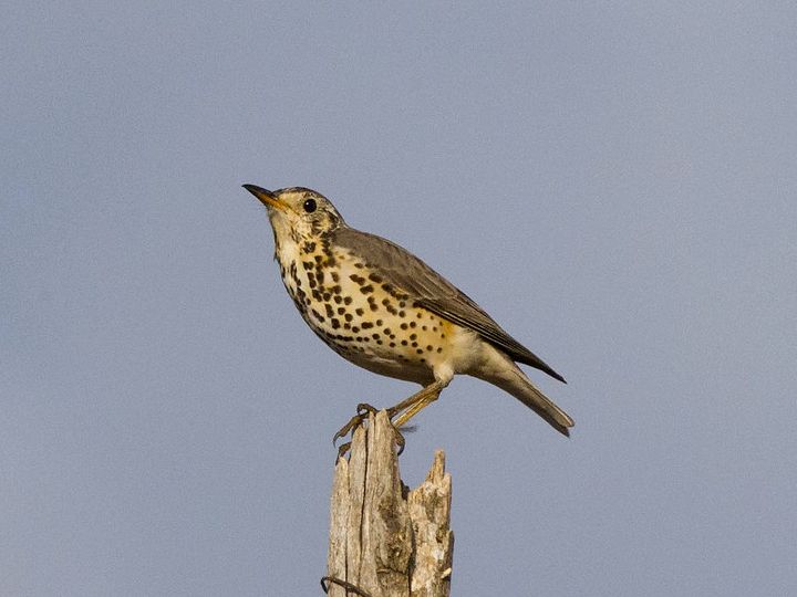 File:Ethiopian Thrush, Gondar, Ethiopia.jpg