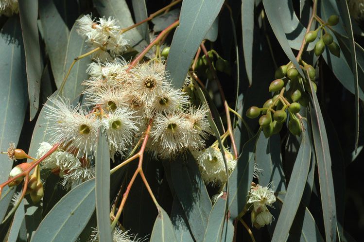 File:Eucalyptus sideroxylon buds.jpg