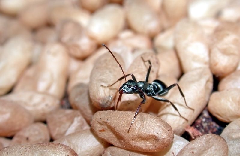 File:Formica accreta, with cocoons.jpg