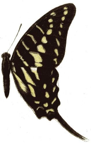 File:Graphium polistratus.JPG