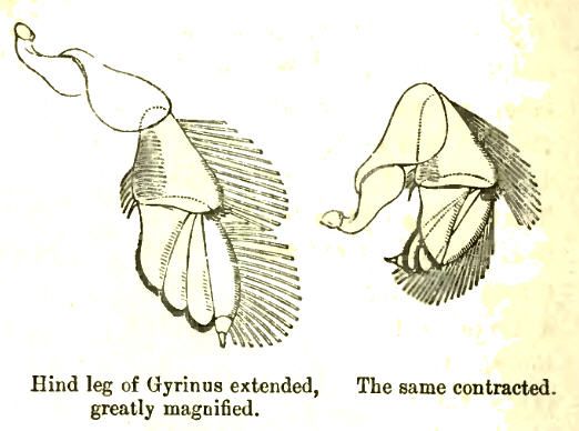 File:GyrinusLeg.jpg