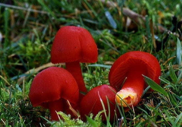 File:Hygrocybe coccinea (1).jpg