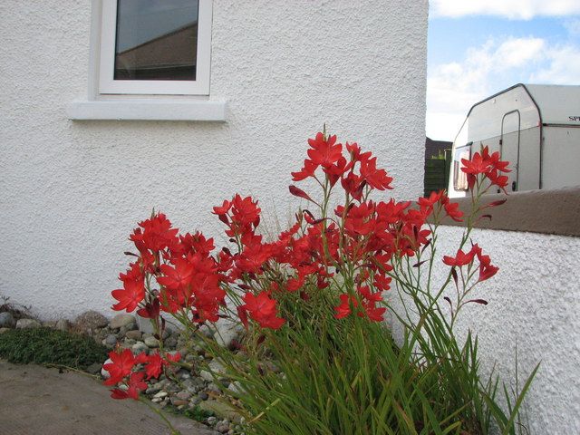 File:Kaffir Lily - geograph.org.uk - 2132743.jpg