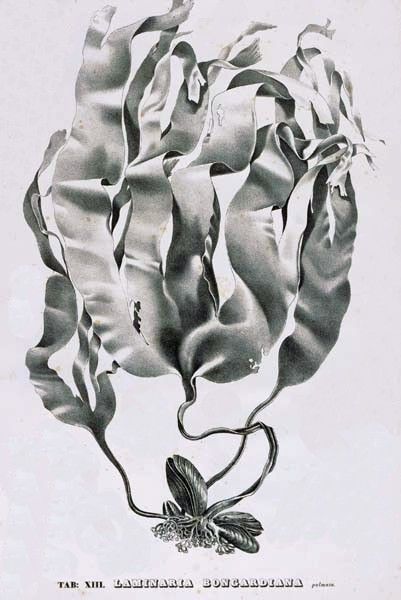 File:Laminaria00.jpg