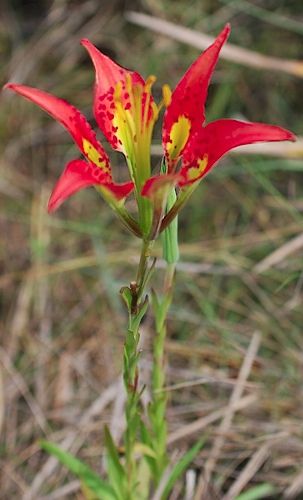 File:Lilium catesbaei1LEPPYONE.jpg