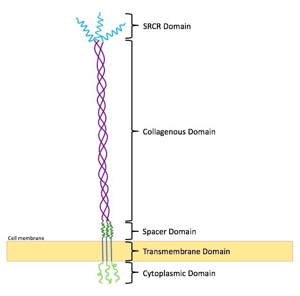 File:MARCO Domain Structure.jpg