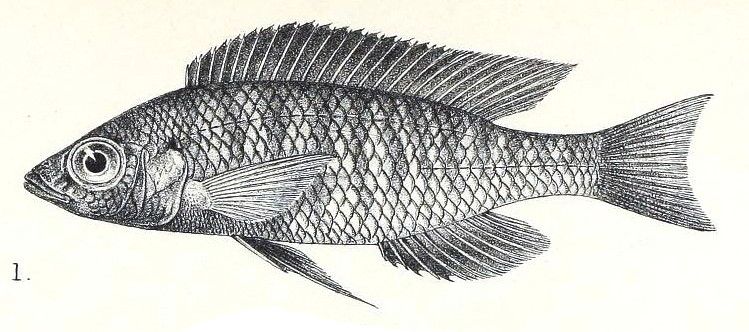 File:Mchenga eucinostomus.jpg