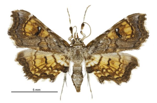 File:Musotima aduncalis female.jpg