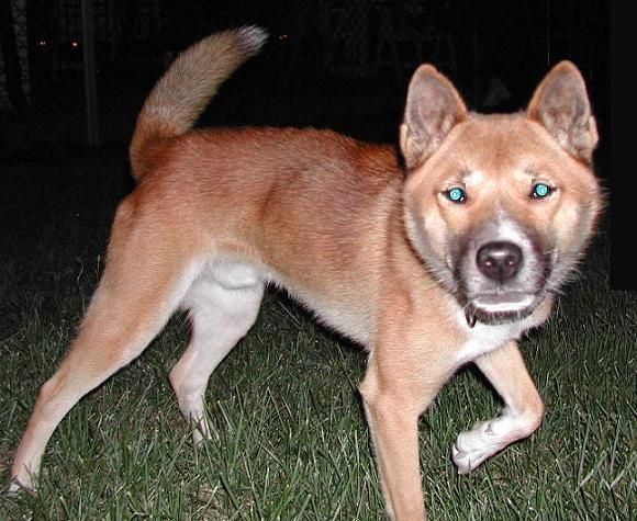 File:New Guinea Singing Dog by night.jpg