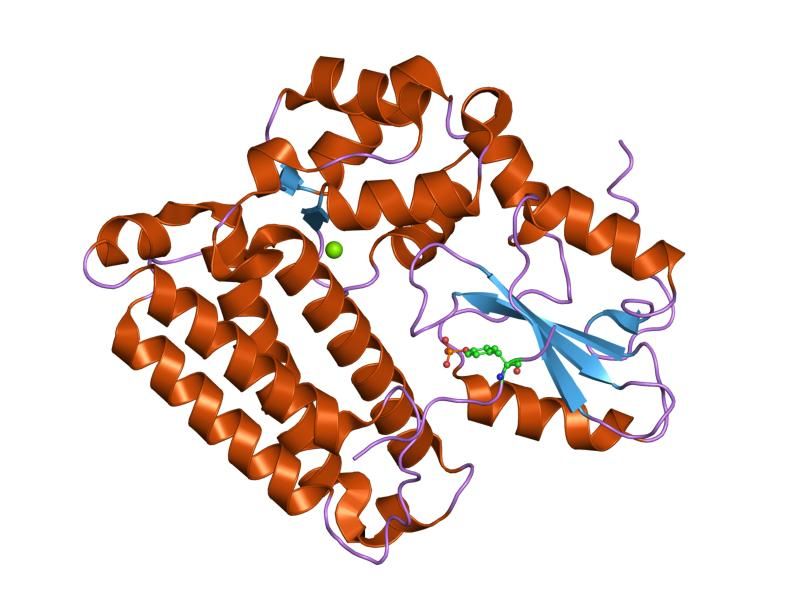 File:PDB 1yvh EBI.jpg