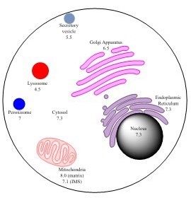 File:PH of organelles.jpg