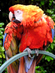 File:Parrot rgb12.png