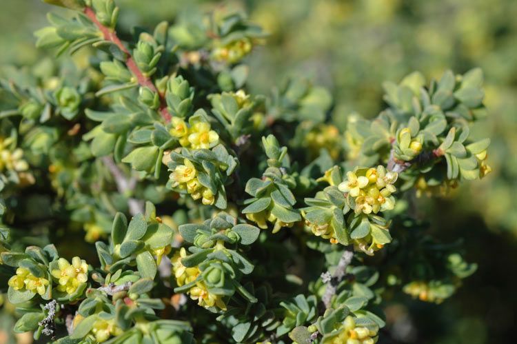 File:Pimelea serpyllifolia.jpg