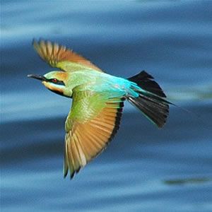 File:Rainbowbeeeater.jpg