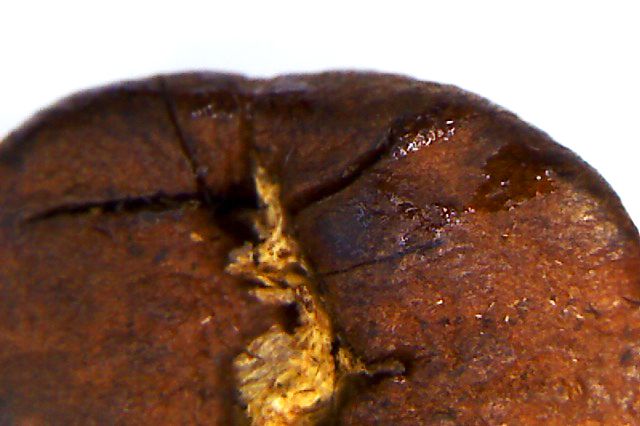 File:Roasted-coffee-scorch-oil.jpg