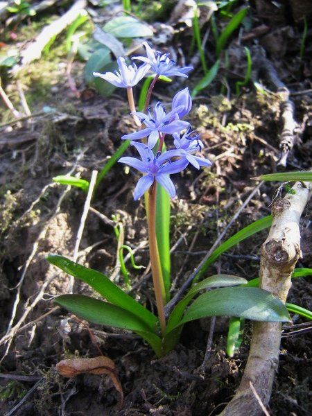 File:Scilla bifolia03.jpg