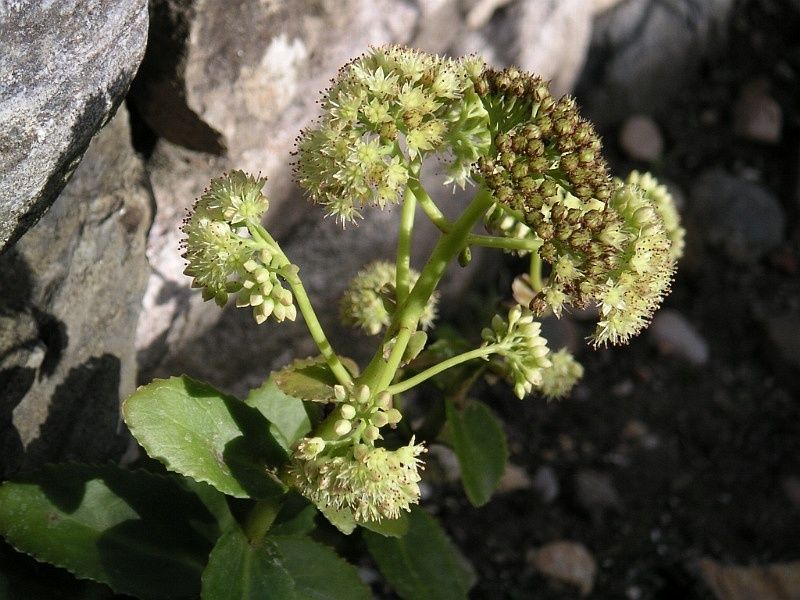 File:Sedum telephium ssp maximum 1.jpg